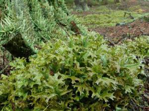 Értékesítése Izlandi moha (Icelandic Moss) ömlesztve a gyártótól a legjobb áron - kép 6