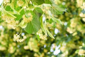 Értékesítése Hársfa virágok (Linden Flowers) ömlesztve a gyártótól a legjobb áron - kép 5