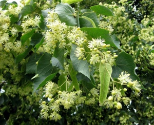 Értékesítése Hársfa virágok (Linden Flowers) ömlesztve a gyártótól a legjobb áron - kép 4