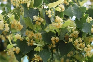 Értékesítése Levél+Hárs Virág (Linden Leaf+Flower) ömlesztve a gyártótól a legjobb áron - kép 4