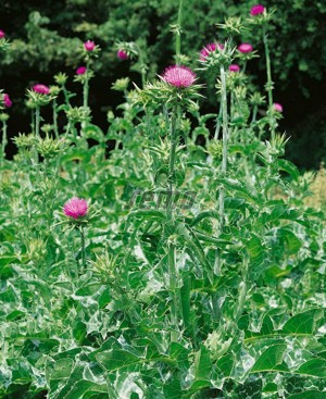 Értékesítése Máriatövis magvak (Milk Thistle Herb) ömlesztve a gyártótól a legjobb áron - kép 3