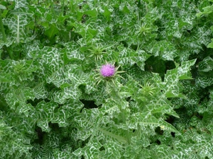 Értékesítése Máriatövis magvak (Milk Thistle Herb) ömlesztve a gyártótól a legjobb áron - kép 5