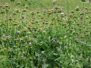 Értékesítése Máriatövis magvak (Milk Thistle Herb) ömlesztve a gyártótól a legjobb áron - kép 4