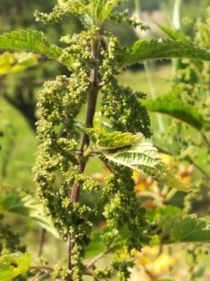 Értékesítése Csalán magvak (Nettle Seeds) ömlesztve a gyártótól a legjobb áron - kép 3