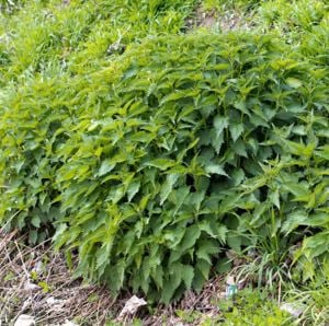 Értékesítése Csalán magvak (Nettle Seeds) ömlesztve a gyártótól a legjobb áron - kép 4