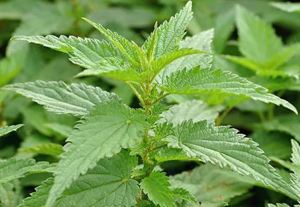 Értékesítése Csalánlevél (Nettle Leaf) ömlesztve a gyártótól a legjobb áron - kép 3