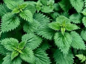 Értékesítése Csalánlevél (Nettle Leaf) ömlesztve a gyártótól a legjobb áron - kép 5