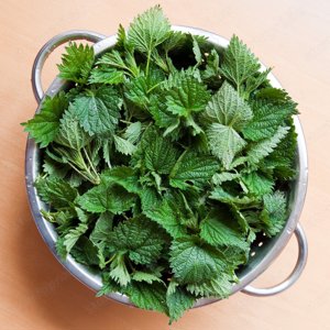 Értékesítése Csalánlevél (Nettle Leaf) ömlesztve a gyártótól a legjobb áron - kép 2