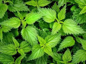 Értékesítése  salánfű (Stinging Nettle Grass) ömlesztve a gyártótól a legjobb áron - kép 2