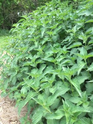 Értékesítése  salánfű (Stinging Nettle Grass) ömlesztve a gyártótól a legjobb áron - kép 4