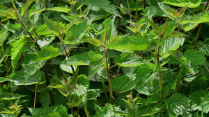 Értékesítése  salánfű (Stinging Nettle Grass) ömlesztve a gyártótól a legjobb áron - kép 3