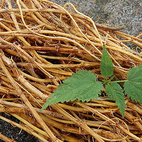 Értékesítése Csalán gyökér (Nettle Root) ömlesztve a gyártótól a legjobb áron - kép 2