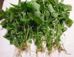 Értékesítése Csalán gyökér (Nettle Root) ömlesztve a gyártótól a legjobb áron - kép 3