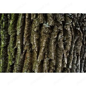 Értékesítése Tölgy kéreg (Oak Bark) ömlesztve a gyártótól a legjobb áron - kép 4