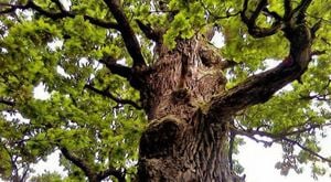 Értékesítése Tölgy kéreg (Oak Bark) ömlesztve a gyártótól a legjobb áron - kép 5