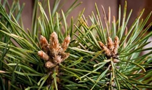 Értékesítése Fenyőbimbó (Pine Buds) ömlesztve a gyártótól a legjobb áron - kép 3