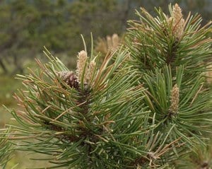 Értékesítése Fenyőbimbó (Pine Buds) ömlesztve a gyártótól a legjobb áron - kép 5