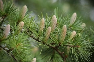 Értékesítése Fenyőbimbó (Pine Buds) ömlesztve a gyártótól a legjobb áron - kép 4