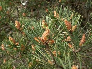 Értékesítése Fenyőbimbó (Pine Buds) ömlesztve a gyártótól a legjobb áron - kép 2