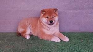 Shiba inu Vörös Kan kölyök Eladó! - kép 2