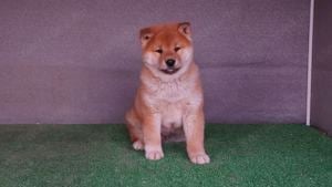 Shiba inu Vörös Kan kölyök Eladó! - kép 4