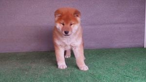 Shiba inu Vörös Kan kölyök Eladó! - kép 3