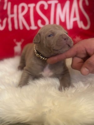 American Bully kis kutyák - kép 2