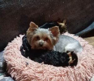 Yorkshire terrier babák,yorki - kép 3