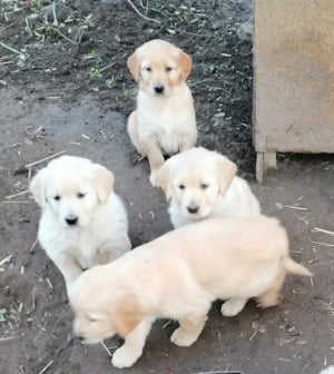 Golden retriever kölykök 