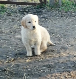 Golden retriever kölykök  - kép 3