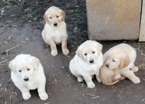 Golden retriever kölykök  - kép 4