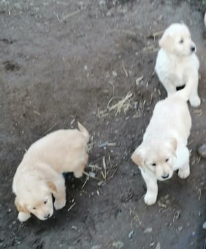 Golden retriever kölykök  - kép 9