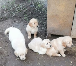 Golden retriever kölykök  - kép 8