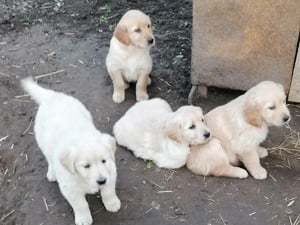 Golden retriever kölykök  - kép 6