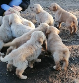 Golden retriever kölykök  - kép 11