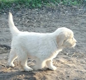 Golden retriever kölykök  - kép 7