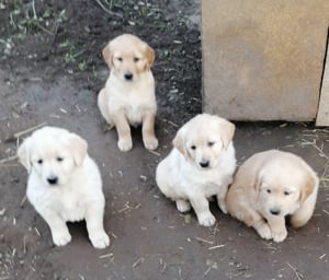 Golden retriever kölykök  - kép 5