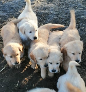 Golden retriever kölykök  - kép 10