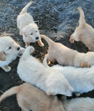 Golden retriever kölykök  - kép 16