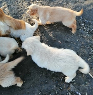 Golden retriever kölykök  - kép 14