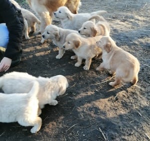 Golden retriever kölykök  - kép 15