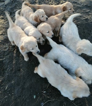 Golden retriever kölykök  - kép 17