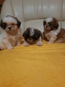 Shih-tzu kiskutyák költöznének  - kép 2