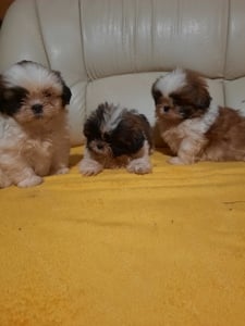 Shih-tzu kiskutyák költöznének 