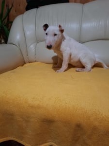 Miniatűr bullterrier fiú - kép 2