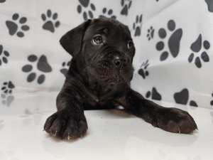 Luce Dell Oscurita Cane Corso Kennel Kiskutyái  - kép 6