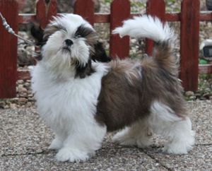 Shih-tzu kan kiskutya prémium törzskönyvvel eladó - kép 2