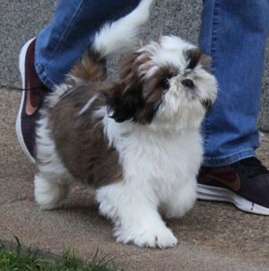 Shih-tzu kan kiskutya prémium törzskönyvvel eladó - kép 3