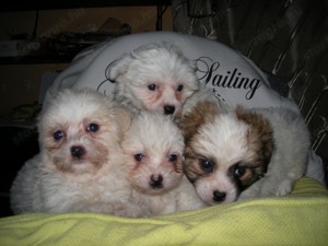 Bison Havanese eladók. - kép 2