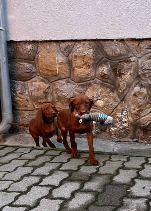 Magyarvizsla kölyök eladók - kép 2